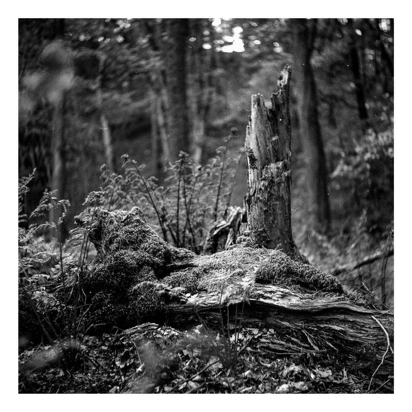 A broken tree trunk covered in moss stands in a forest with ferns and other foliage.