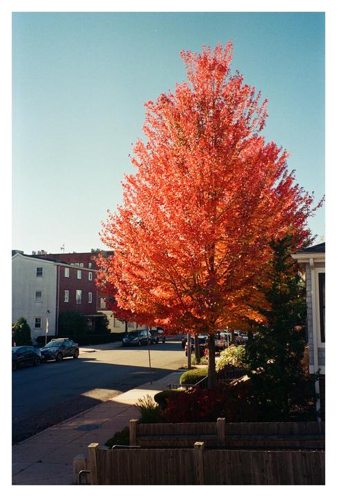 A vibrant orange tree stands on a street with cars parked along the curb and buildings in the background.