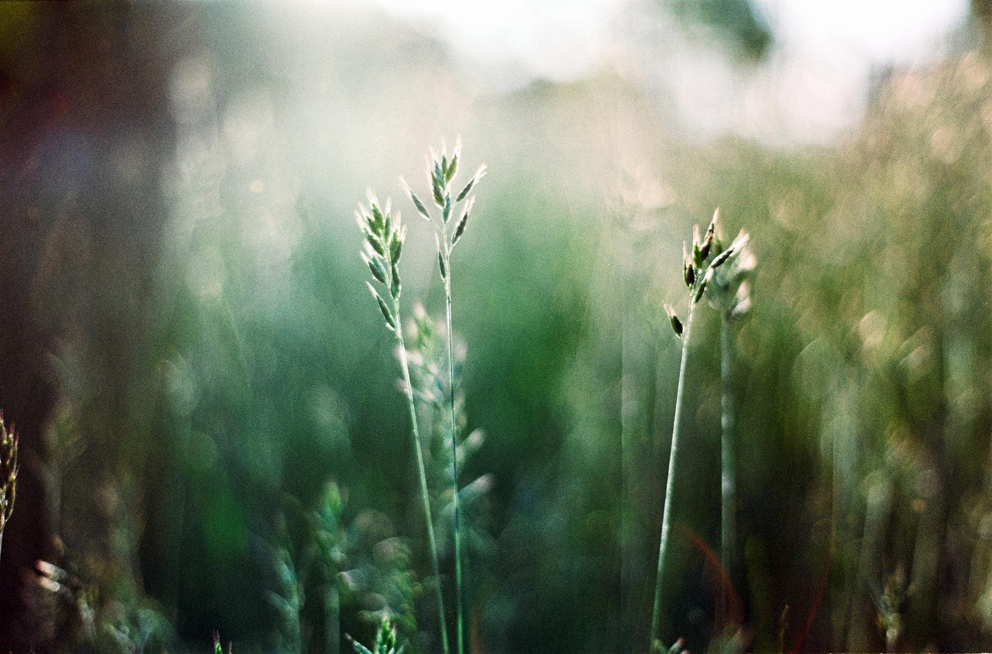 Three stalks of grass are backlit by the sun in a field.