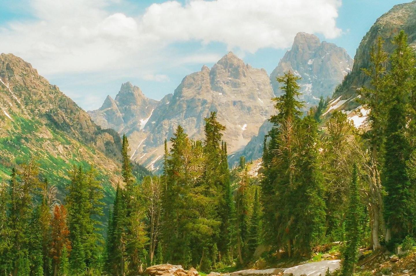 A forest of pine trees stands in front of a mountain range with patches of snow under a cloudy sky.