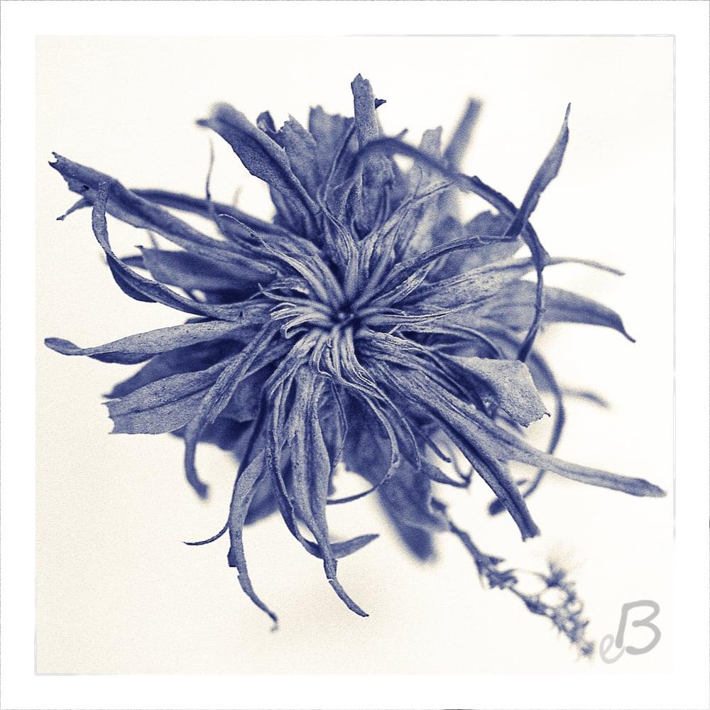 A dried blue flower with many thin petals is centered against a white background.