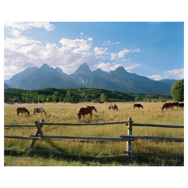 Horses graze in a field with a wooden fence in the foreground and mountains in the background.