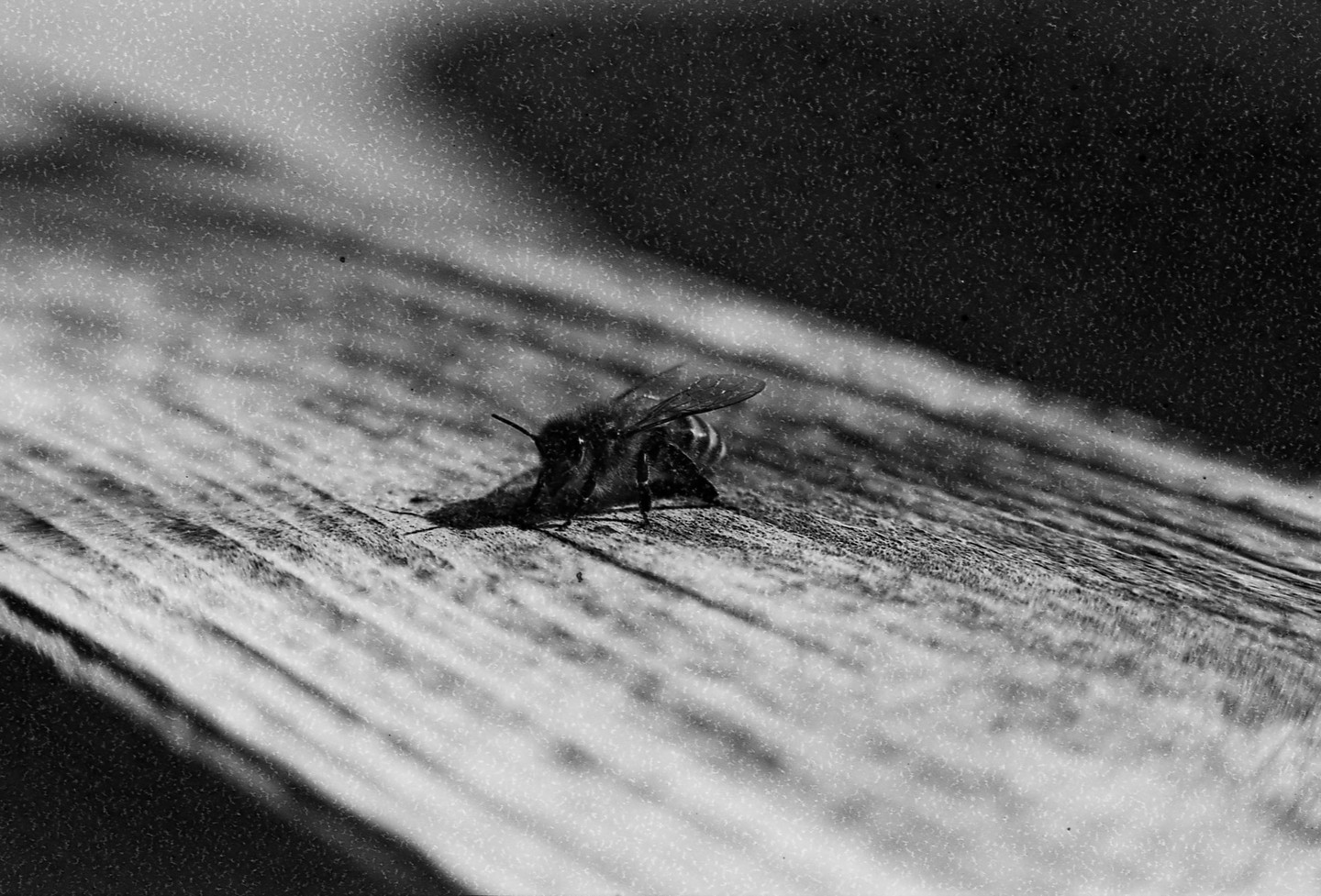 A bee rests on a textured surface, casting a shadow.