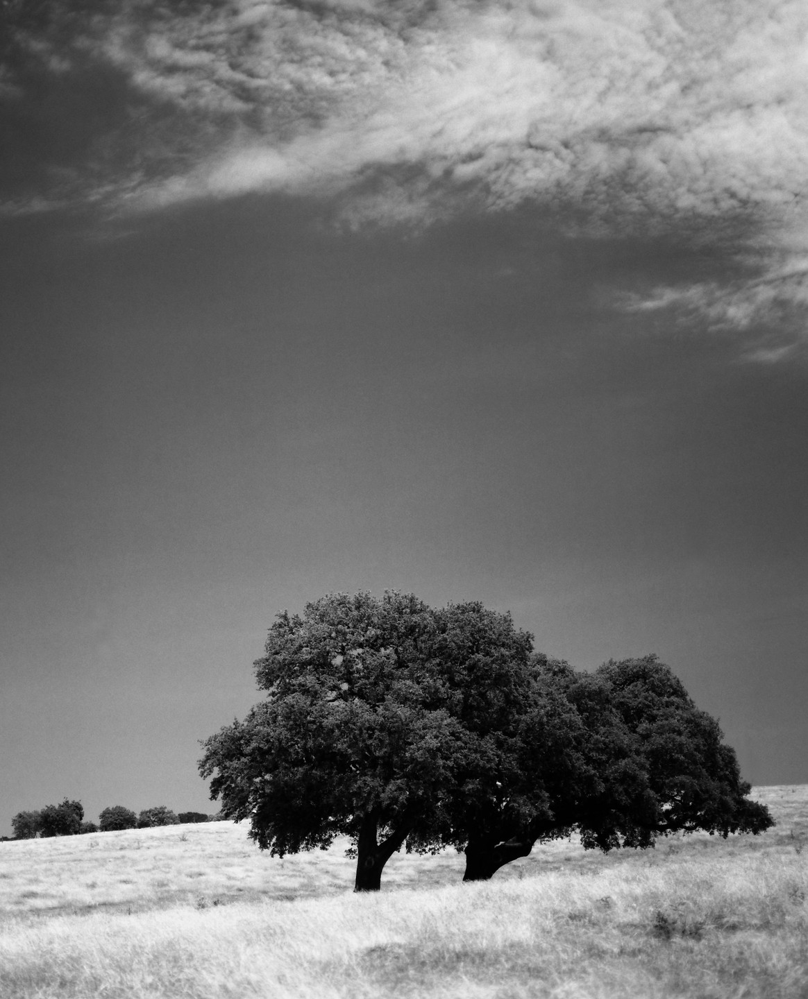Two large trees stand in a field under a cloudy sky.