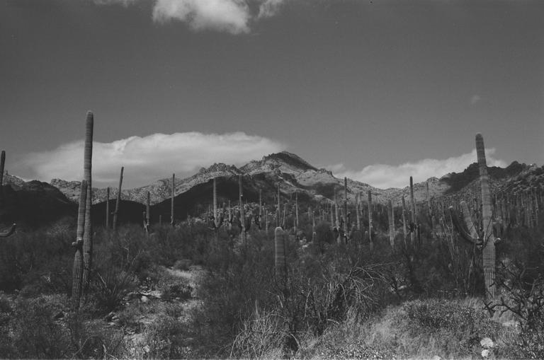 A desert landscape features saguaro cacti and other desert plants with mountains in the background under a cloudy sky.