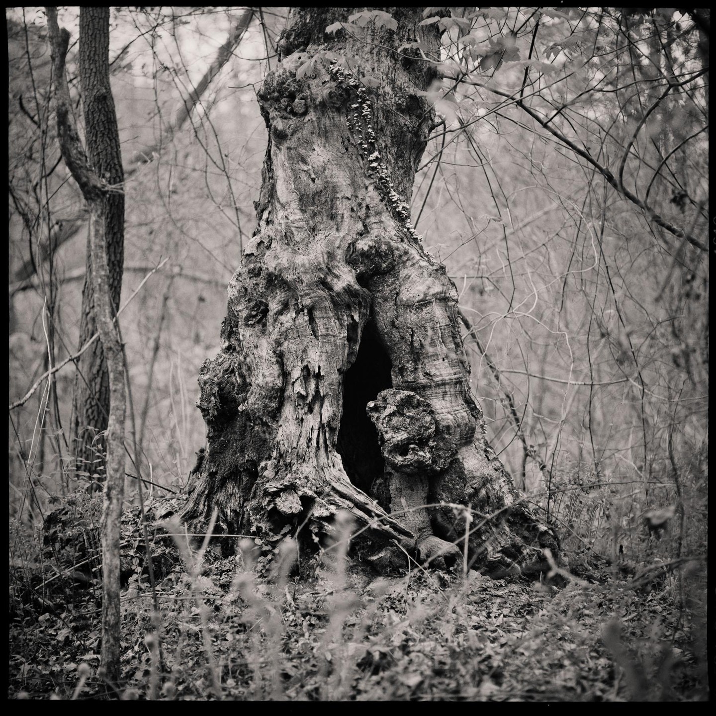 A hollow tree trunk with a raccoon inside is surrounded by bare branches and foliage on the ground.