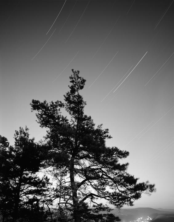 A tall tree stands silhouetted against a night sky with star trails.