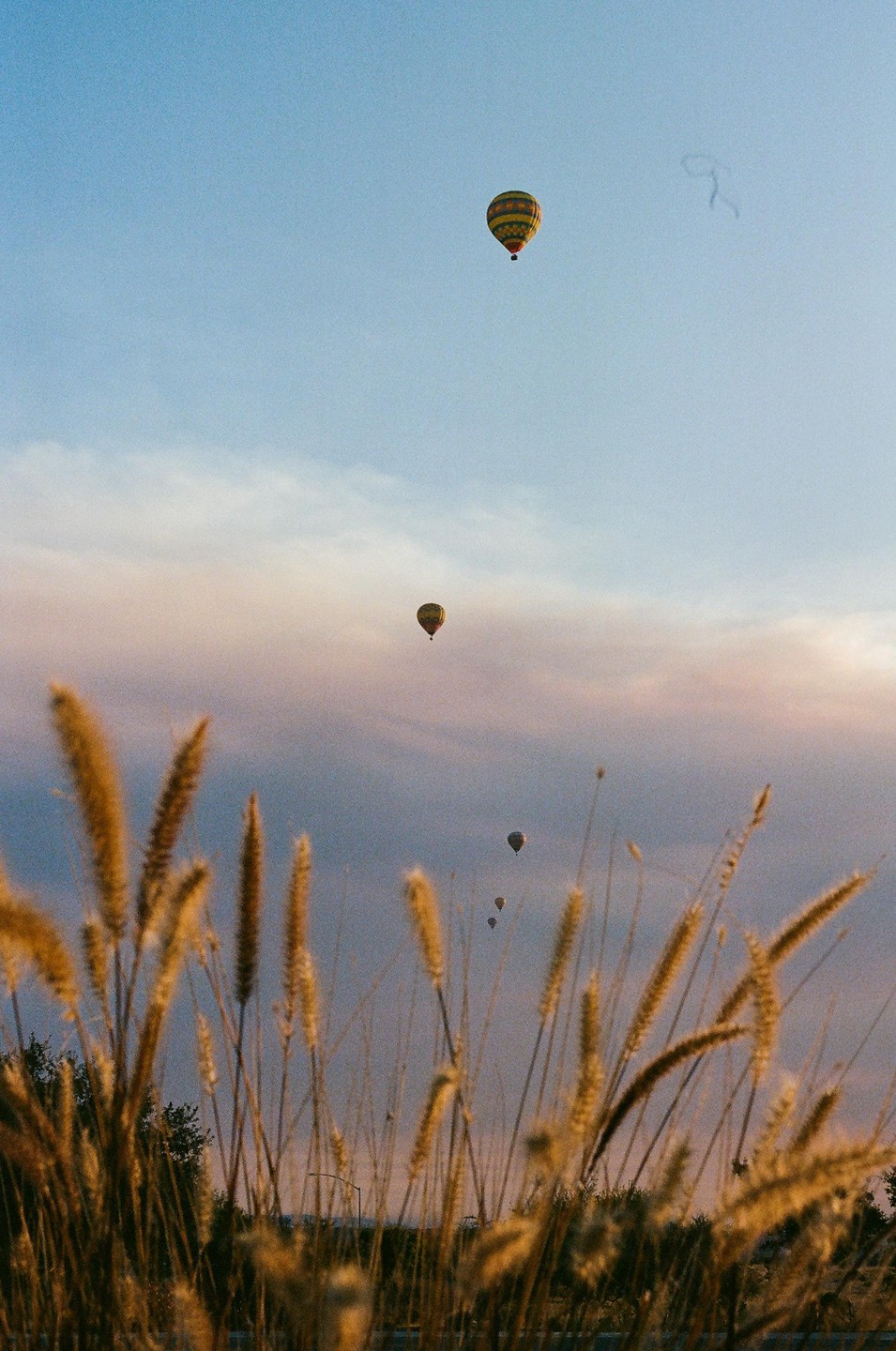 Several hot air balloons float in the sky above a field of tall grass.
