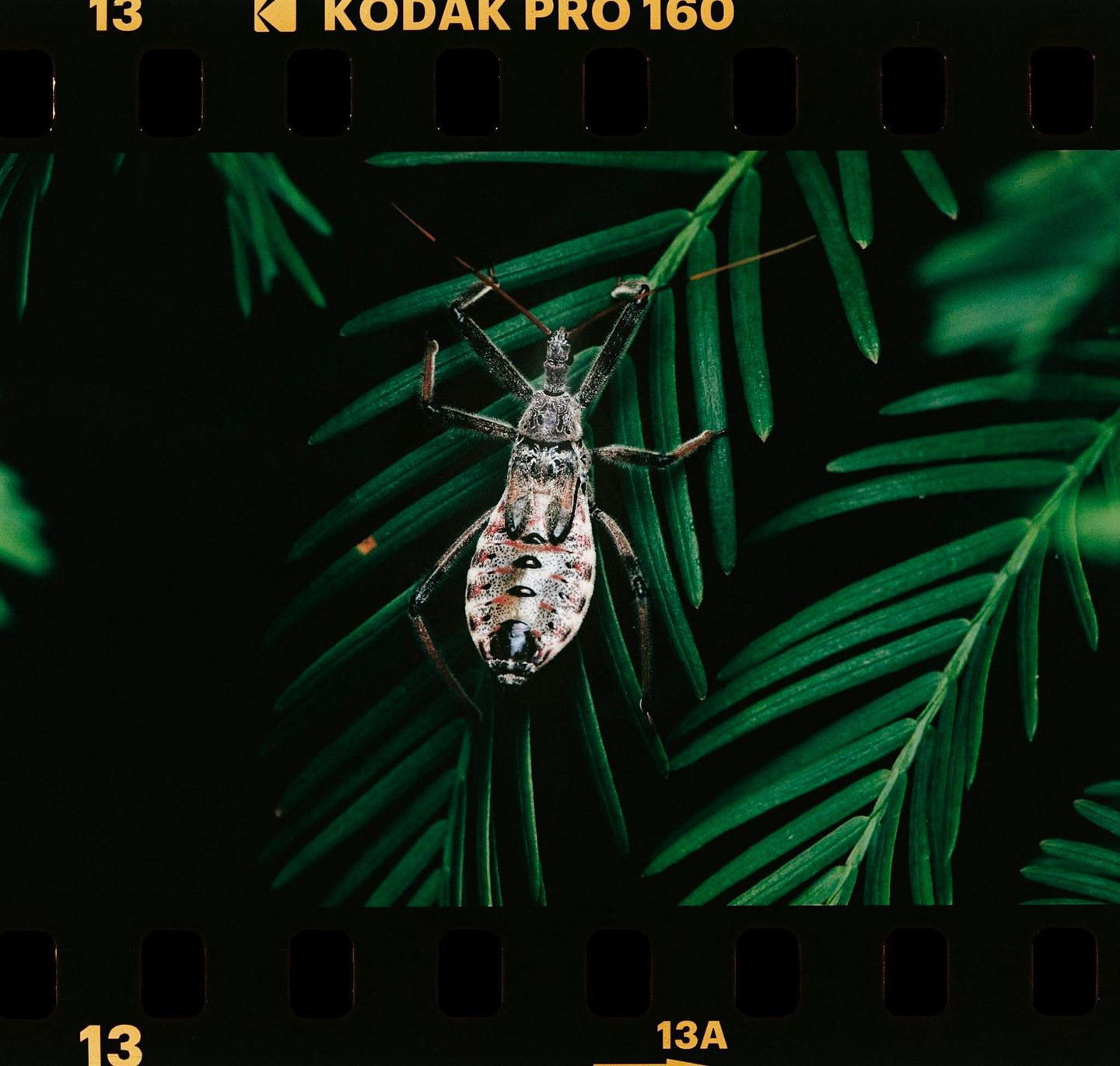 A large insect with a patterned body and long legs rests on a green plant.
