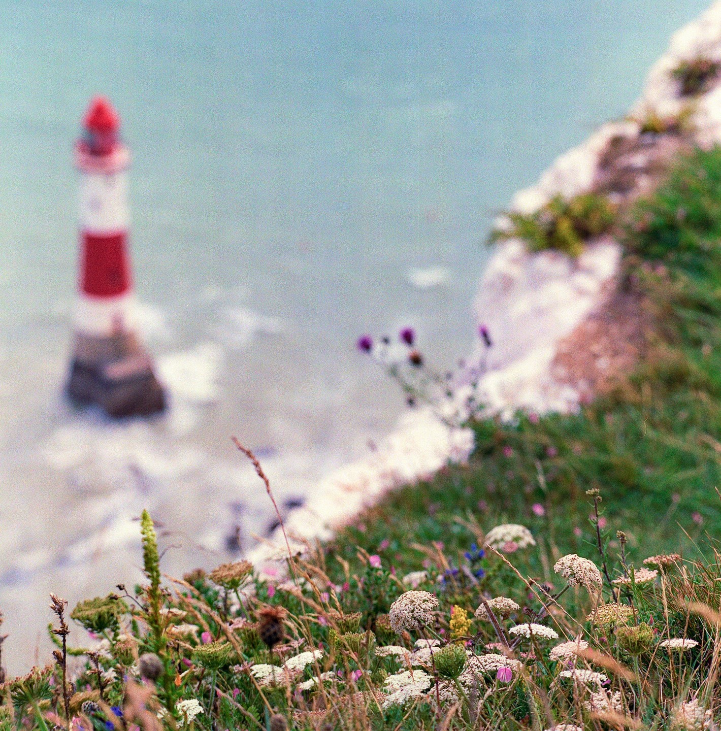 Wildflowers grow on a cliff overlooking a red and white lighthouse in the sea.