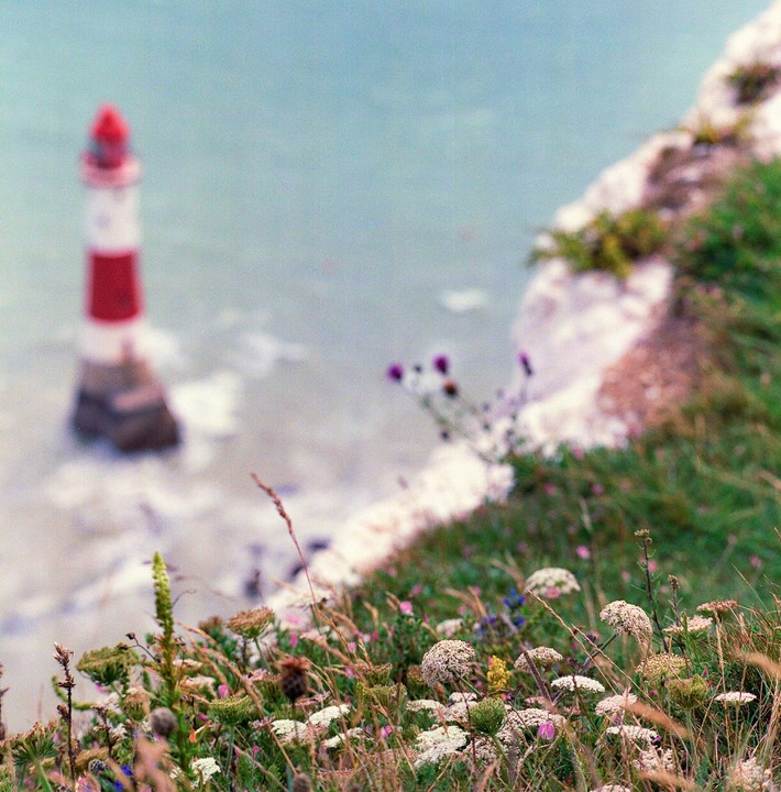 Wildflowers grow on a cliff overlooking a red and white lighthouse in the sea.