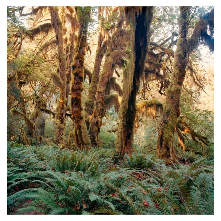 Sunlight illuminates moss-covered trees and ferns in a forest.