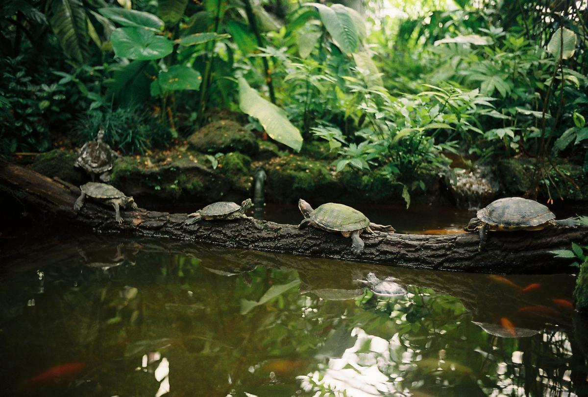 Several turtles are on a log over a pond with fish and lush green foliage in the background.