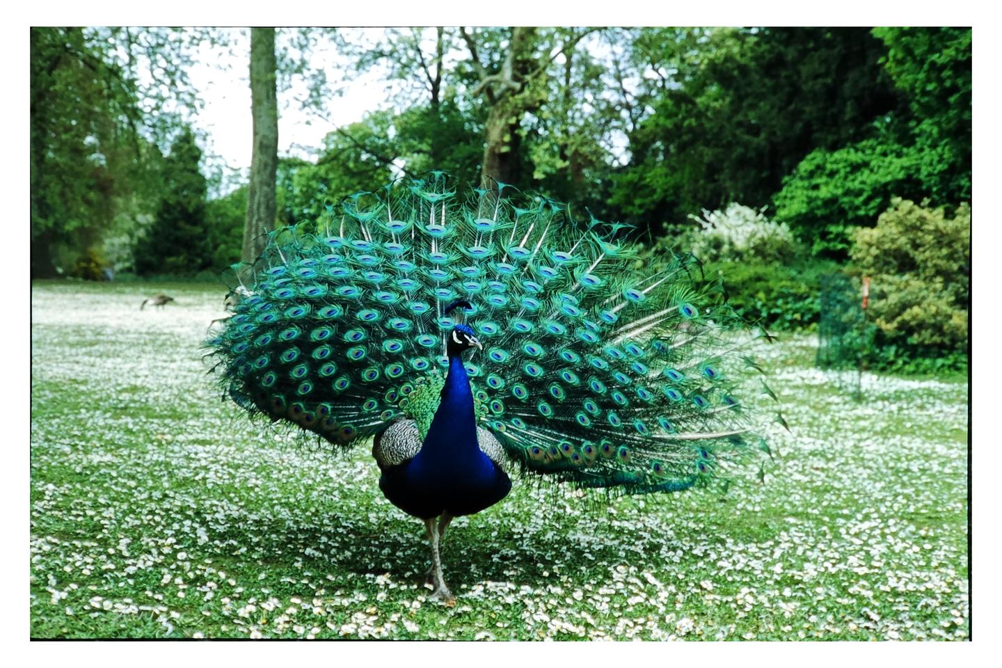 A peacock with its tail feathers fanned out stands in a field of white flowers.