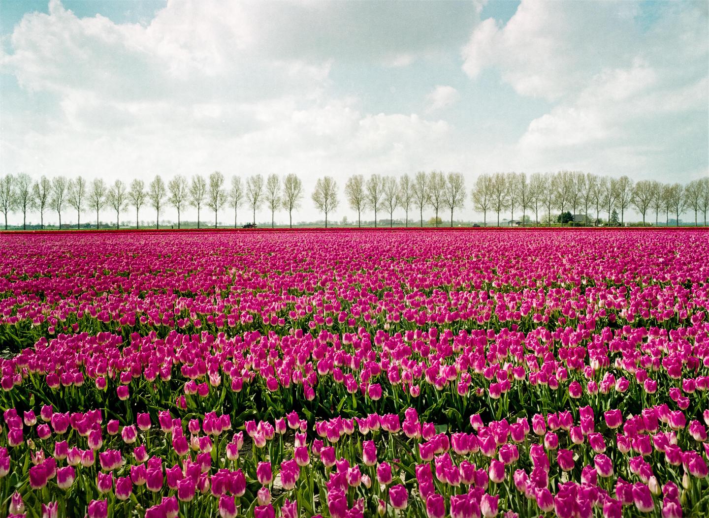 A vast field of pink tulips stretches towards a line of trees under a cloudy sky.