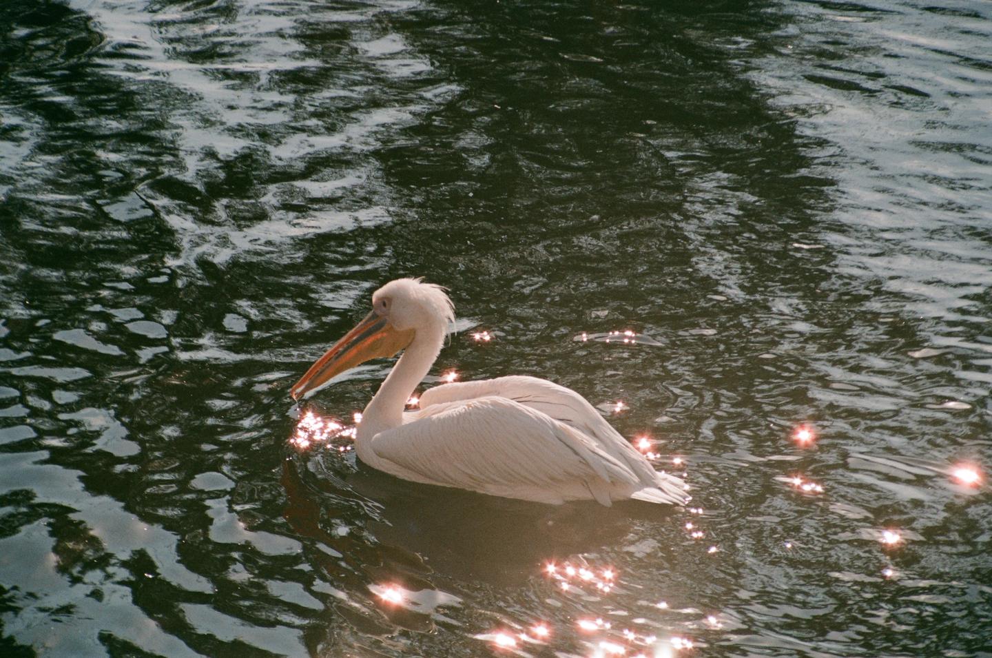 A pelican swims in water with sparkling sunlight.