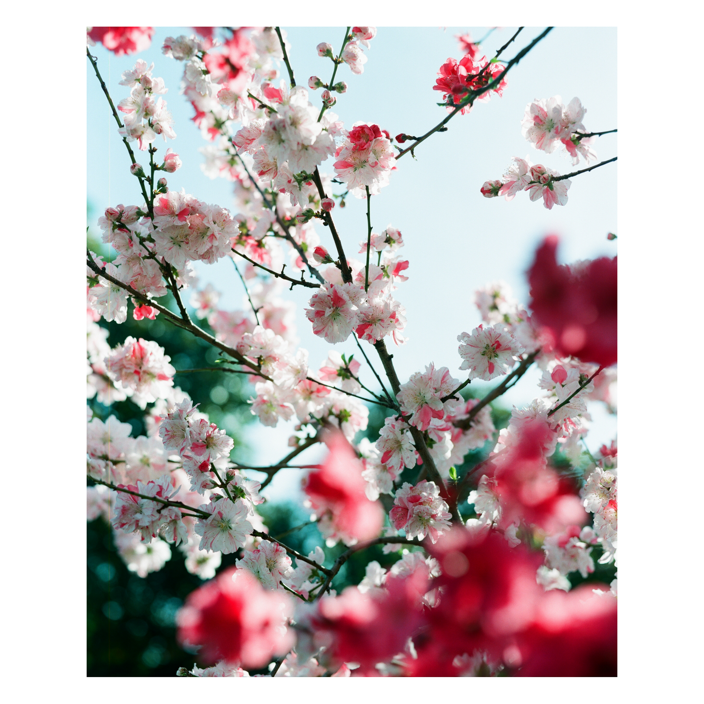 A tree branch is covered in white and pink blossoms against a clear sky.