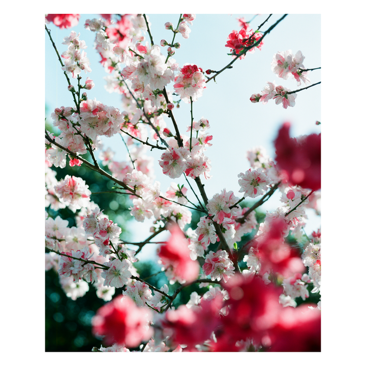 A tree branch is covered in white and pink blossoms against a clear sky.