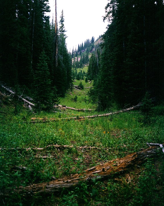 A narrow valley with a grassy floor and fallen logs is surrounded by tall pine trees under a bright sky.