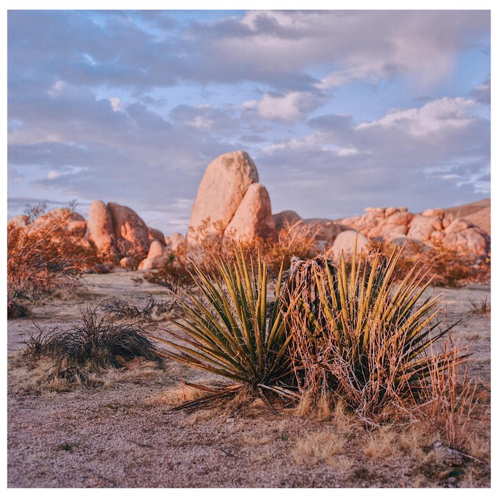 A desert landscape features spiky plants in the foreground and large rock formations under a cloudy sky.