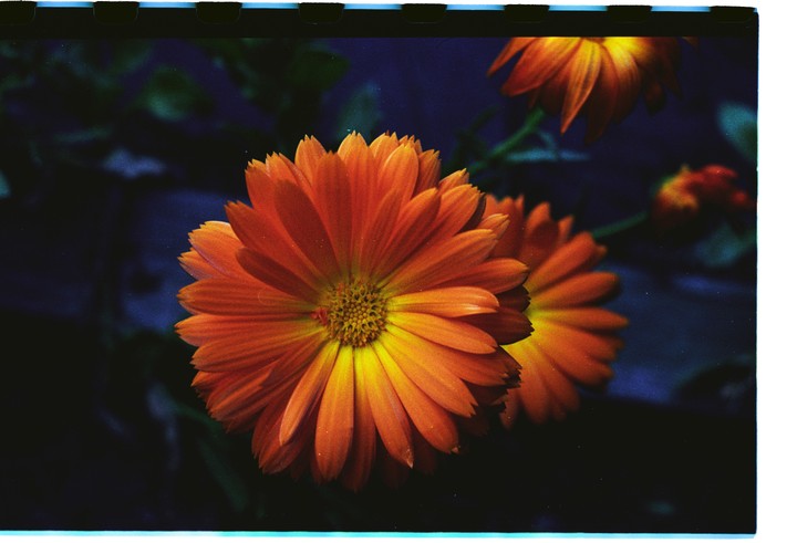 A close-up shot shows several orange calendula flowers with yellow centers against a dark, out-of-focus background.