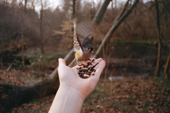 A small bird with outstretched wings lands on a person's open hand filled with seeds and nuts in a forest.