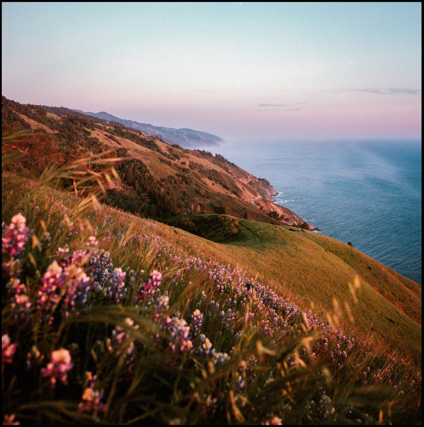 Wildflowers grow on a hillside overlooking the ocean at dusk.