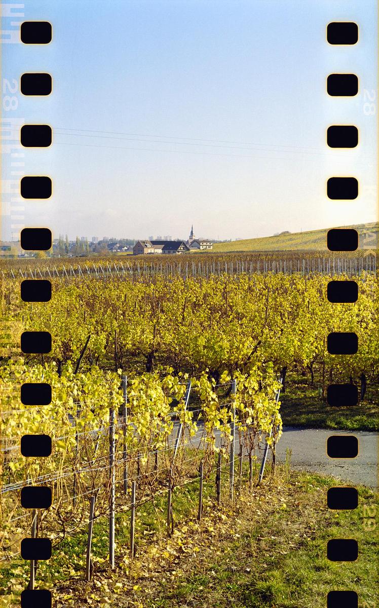 A vineyard with yellow leaves stretches across a landscape with a village and church steeple in the distance under a clear sky.