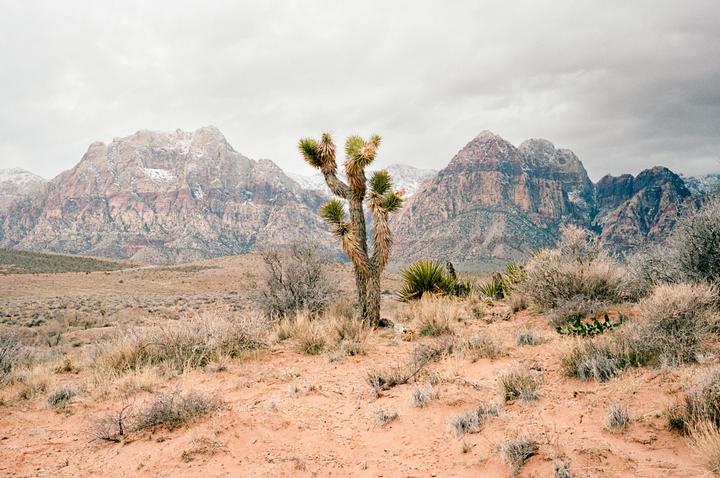 A joshua tree stands in a desert landscape with mountains in the background under a cloudy sky.
