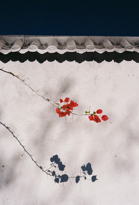 A branch with red leaves and thorns casts a shadow on a white wall below a tiled roof.