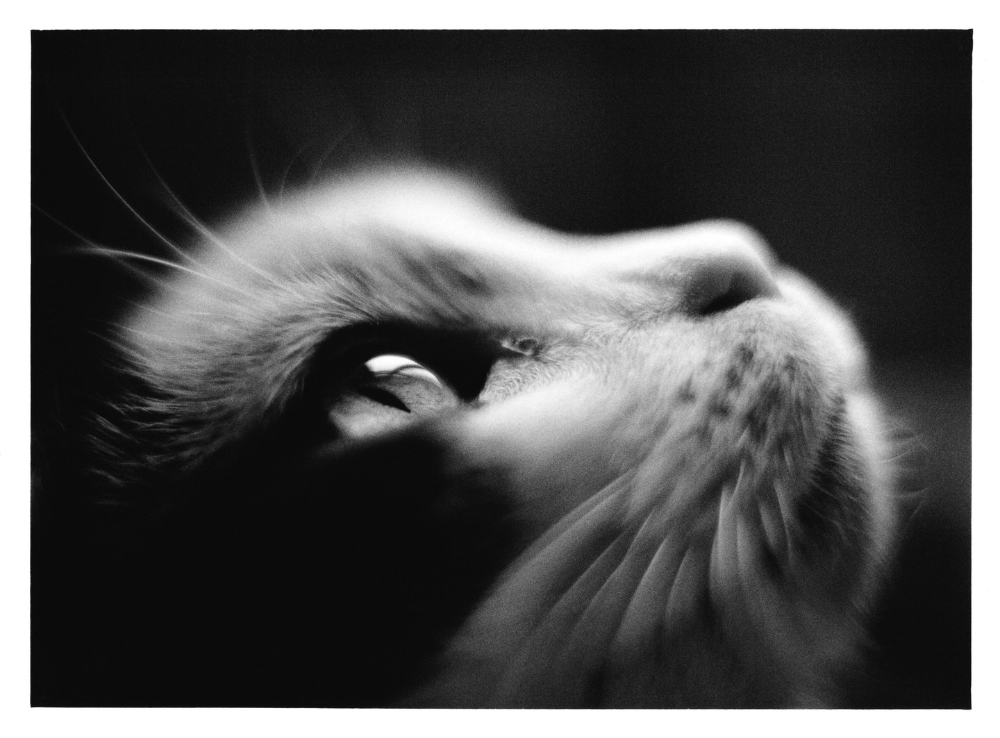A close-up, low-angle black and white portrait shows a cat looking up, with its whiskers and fur highlighted by light.