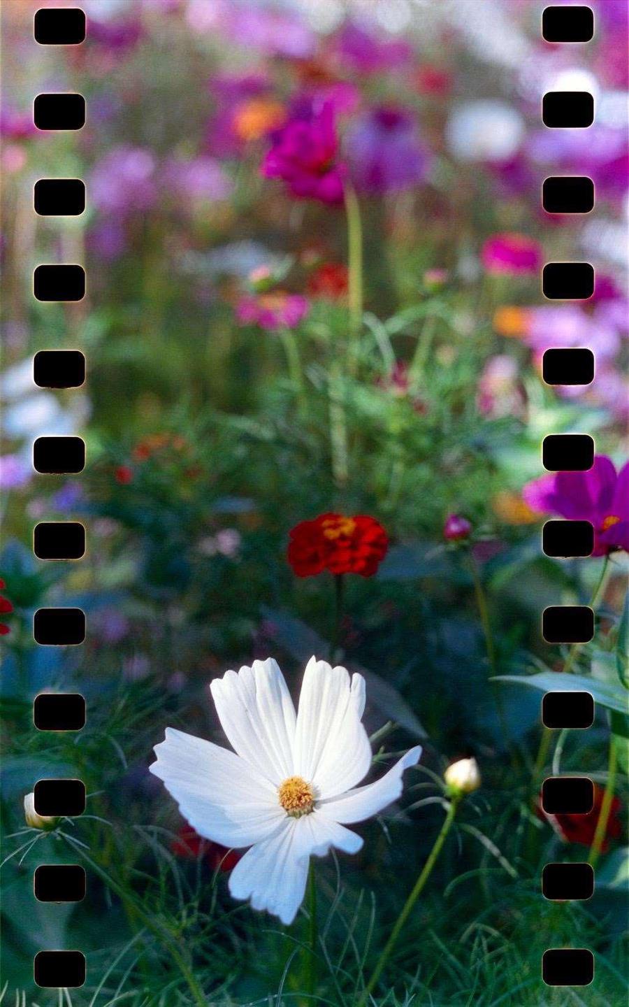 A white cosmos flower is in the foreground with a garden of colorful flowers in the background.
