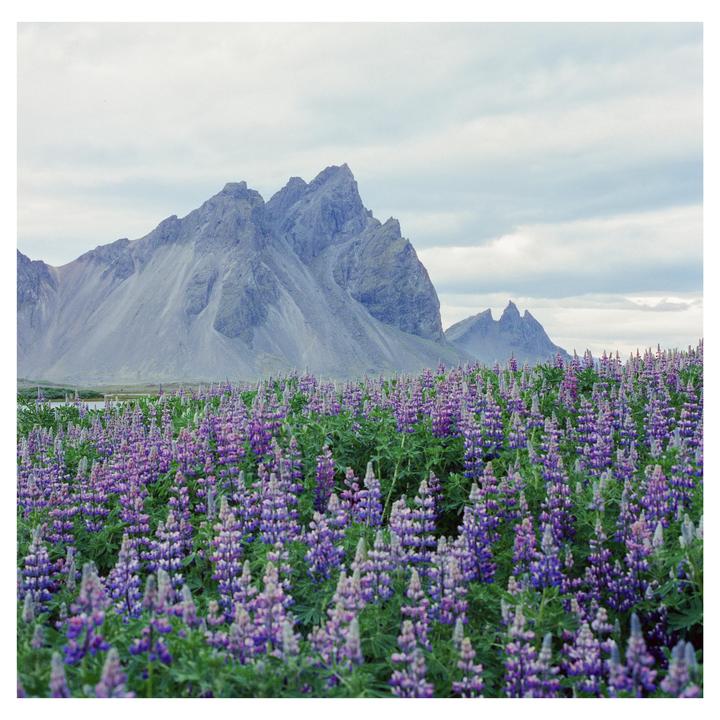 A field of purple lupine flowers grows in front of a large, jagged mountain range under a cloudy sky.