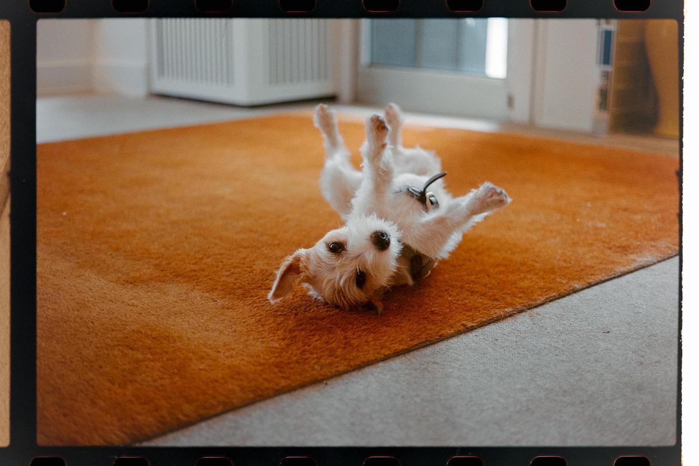 A small white dog lies on its back on an orange rug, looking up at the viewer.