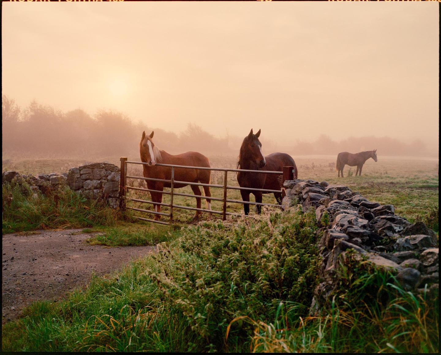 Three horses stand in a hazy field behind a metal gate and stone wall at dawn.