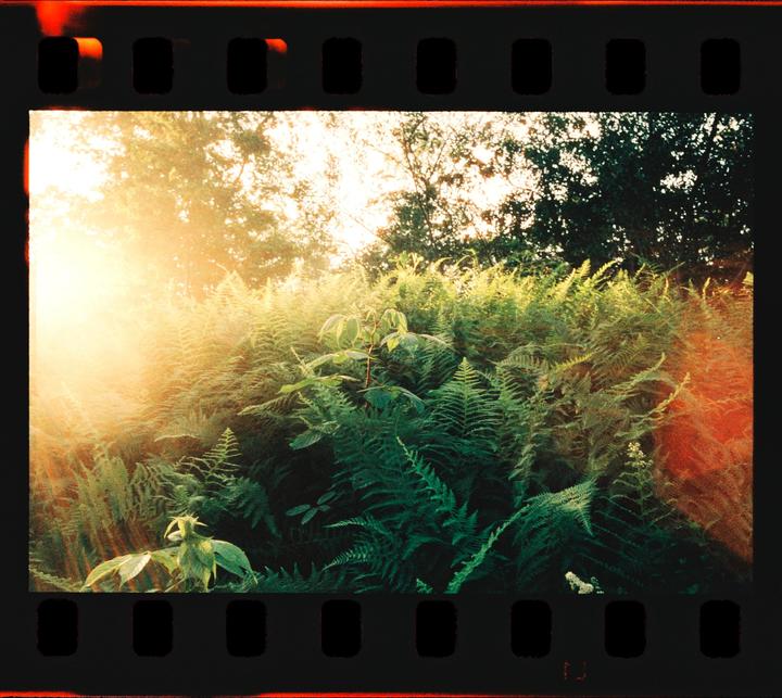 Sunlight streams through trees and illuminates a dense patch of ferns.