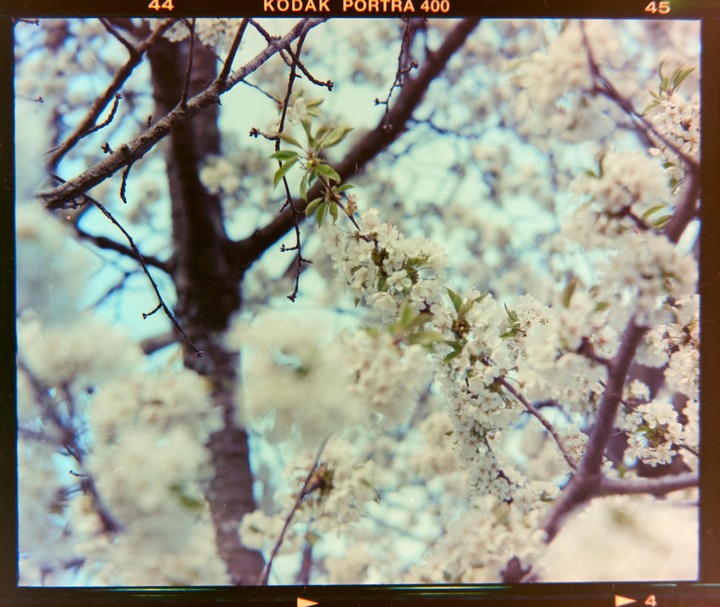 A tree branch covered in white blossoms is in the foreground with a blurred tree trunk and blue sky in the background.