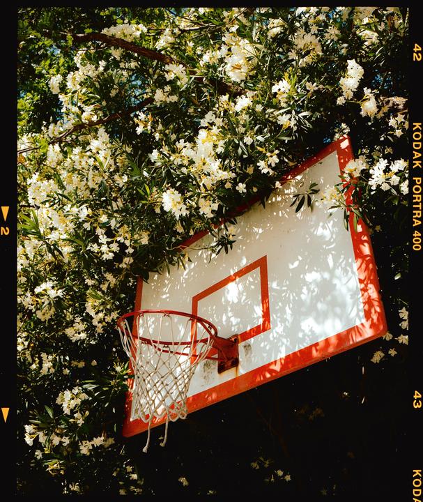 A basketball hoop and backboard are surrounded by a flowering tree.