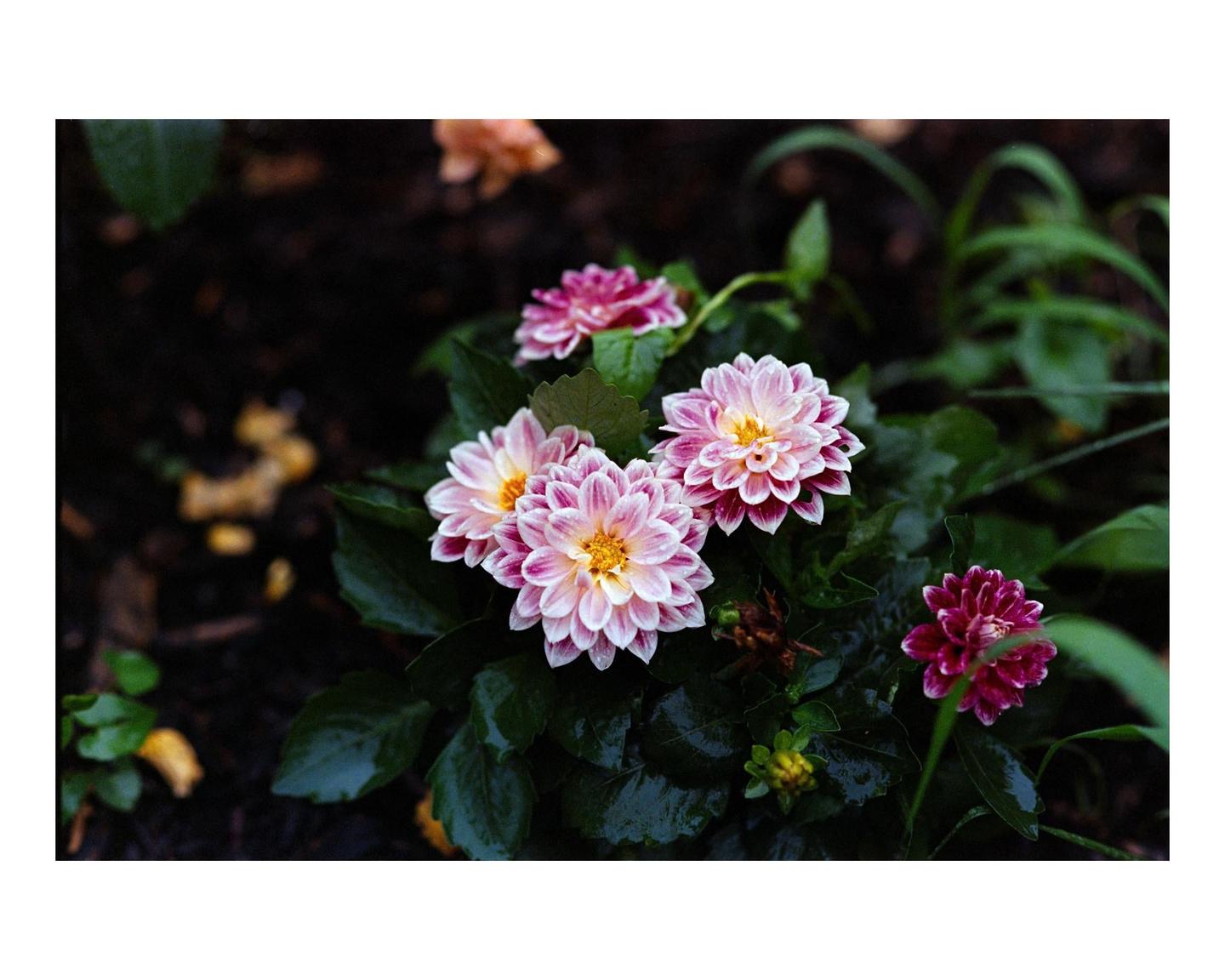 A cluster of pink and white dahlia flowers with water droplets on their petals is surrounded by dark green leaves.
