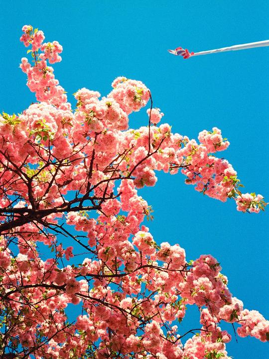 A vibrant blue sky is visible through the branches of a tree covered in pink blossoms, with a small flag on a pole in the upper right.