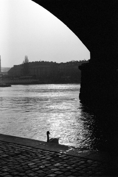 A swan swims in a river next to a cobblestone embankment, with a city skyline and bridge arch in the background.