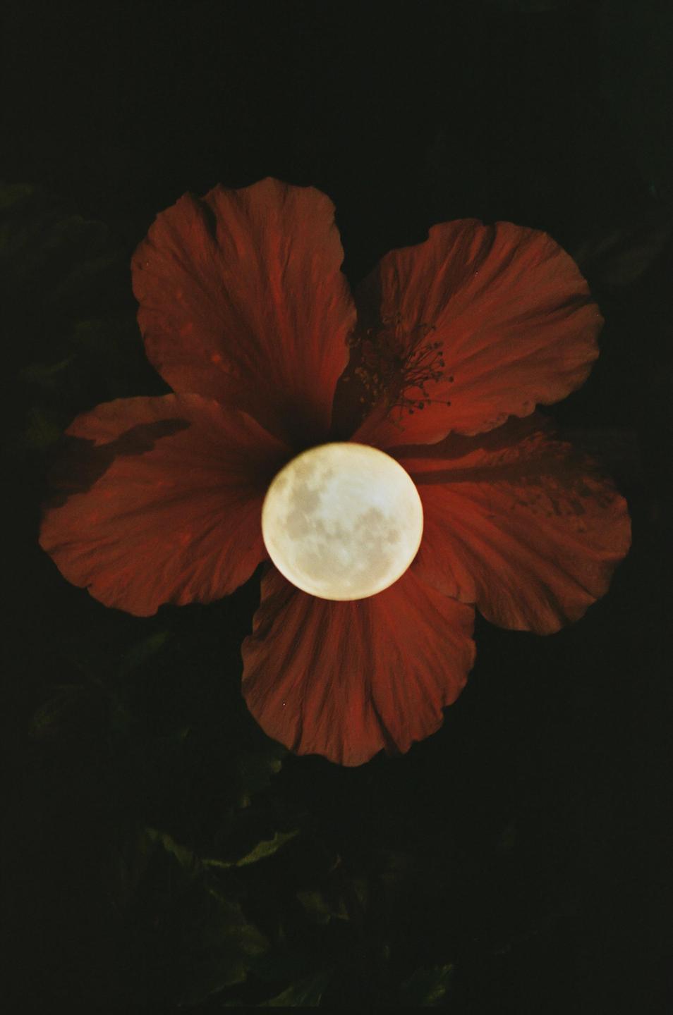 A full moon is superimposed on a red hibiscus flower against a dark background.