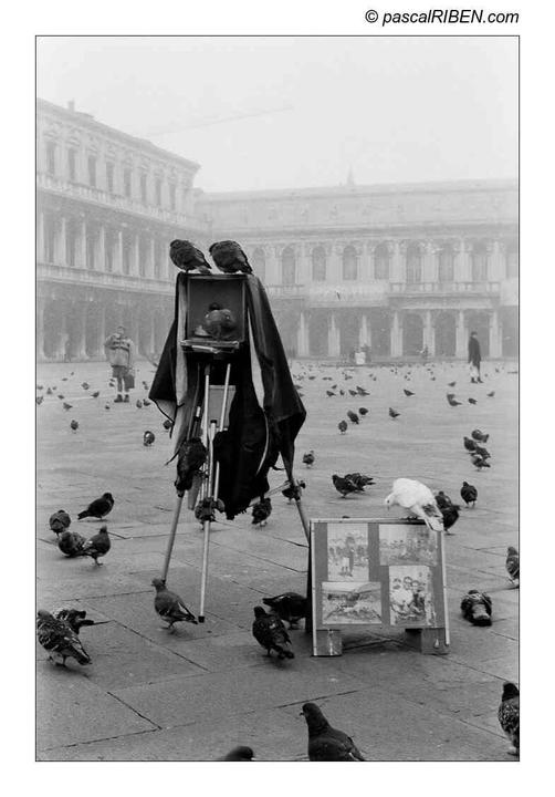 A large format camera with a dark cloth is set up in a foggy square, surrounded by pigeons.