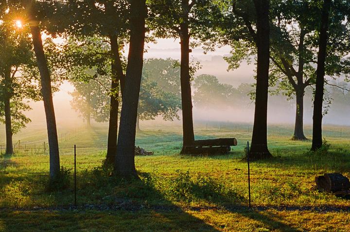Sunlight streams through trees onto a misty, grassy field with a fence and logs.