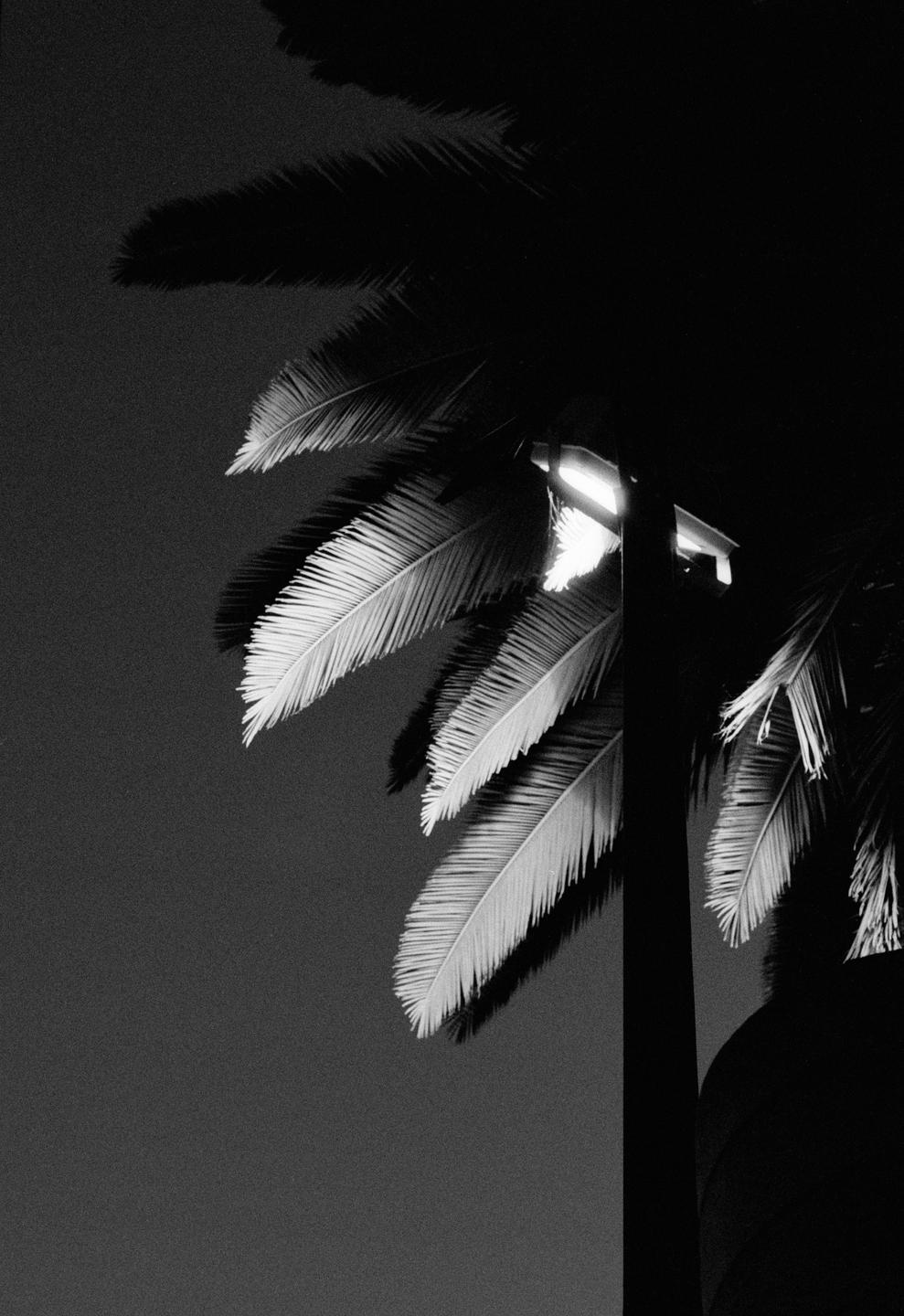 A street light illuminates the fronds of a palm tree at night.