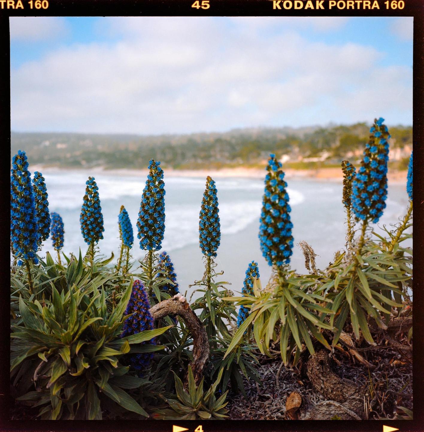Blue flowers grow on a cliff overlooking a beach with waves and a distant coastline.
