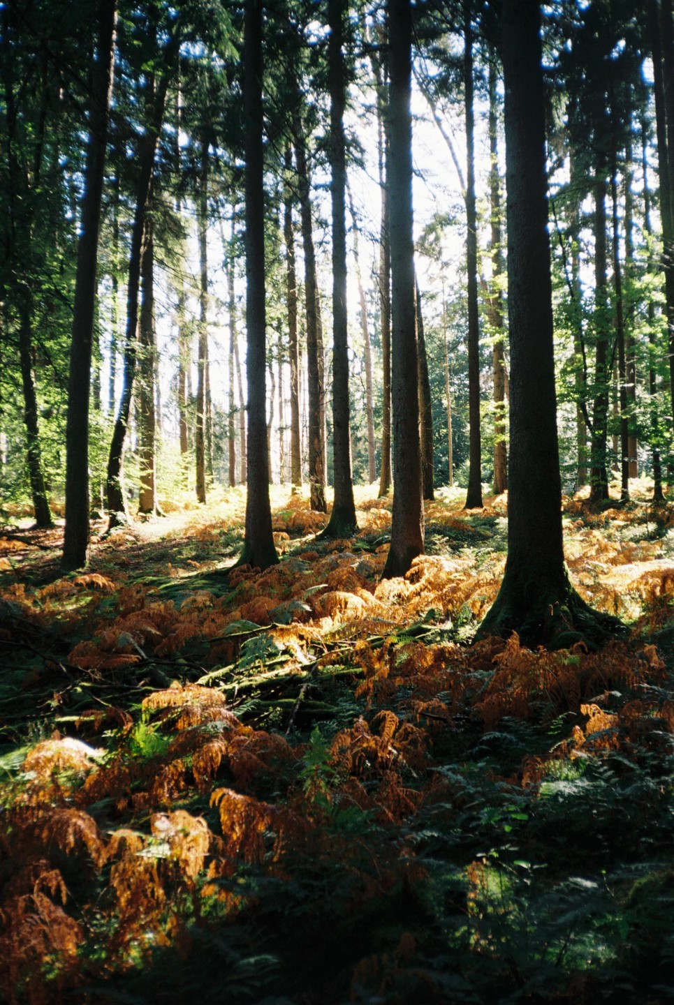 Sunlight streams through a dense forest with tall trees and a ground covered in green and brown foliage.