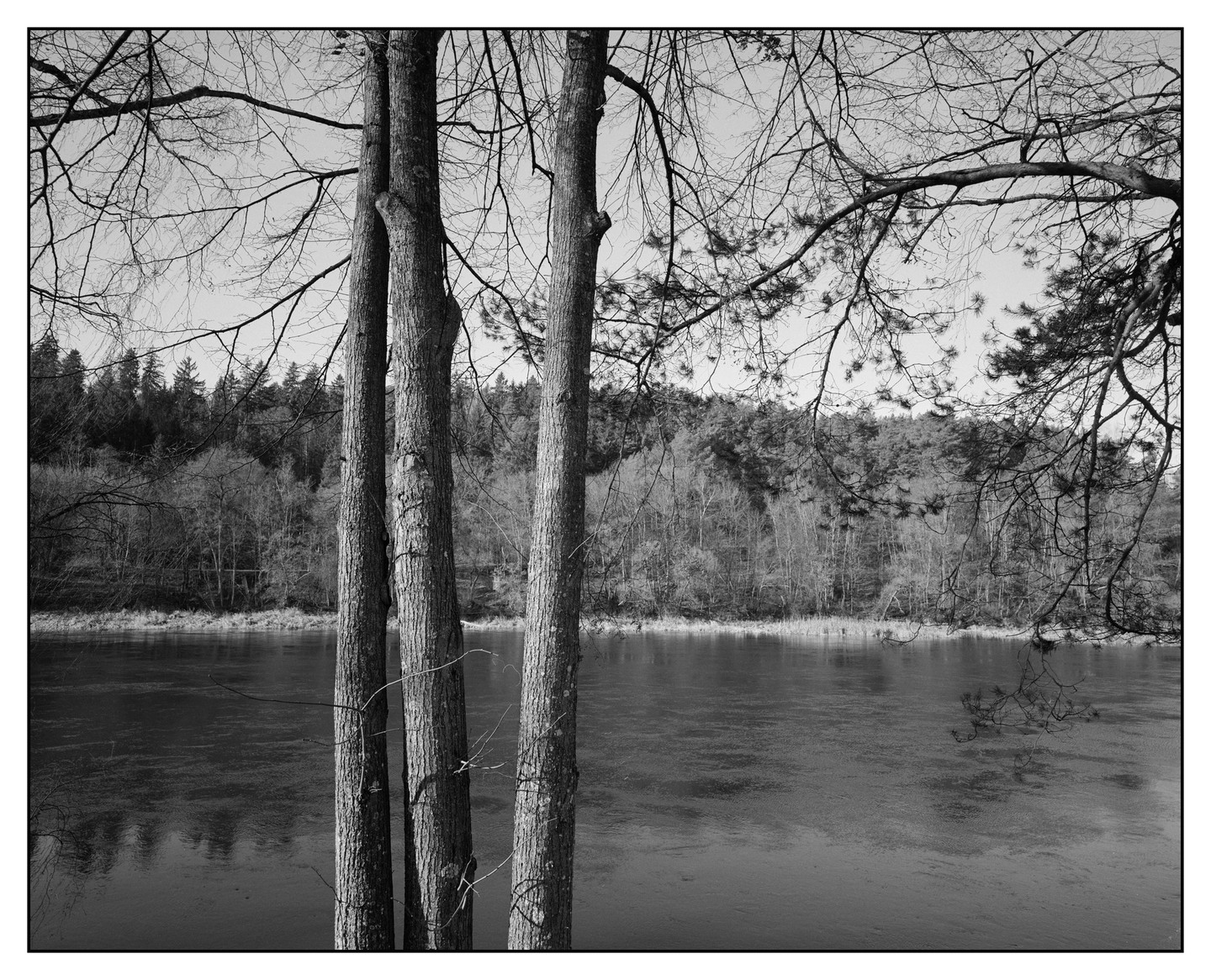 Three tree trunks stand in the foreground of a frozen lake with a forest in the background.