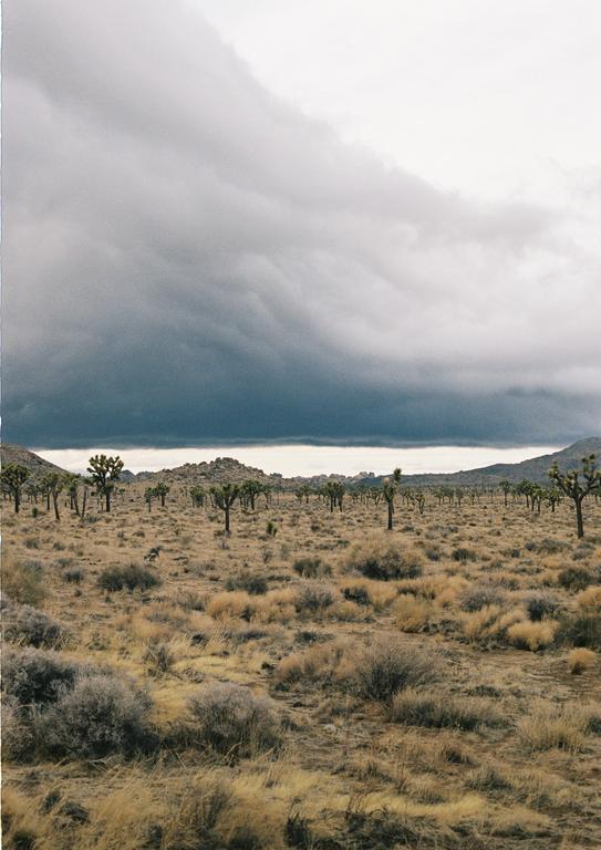 A desert landscape with Joshua trees and dry brush is visible under a dramatic, cloudy sky.