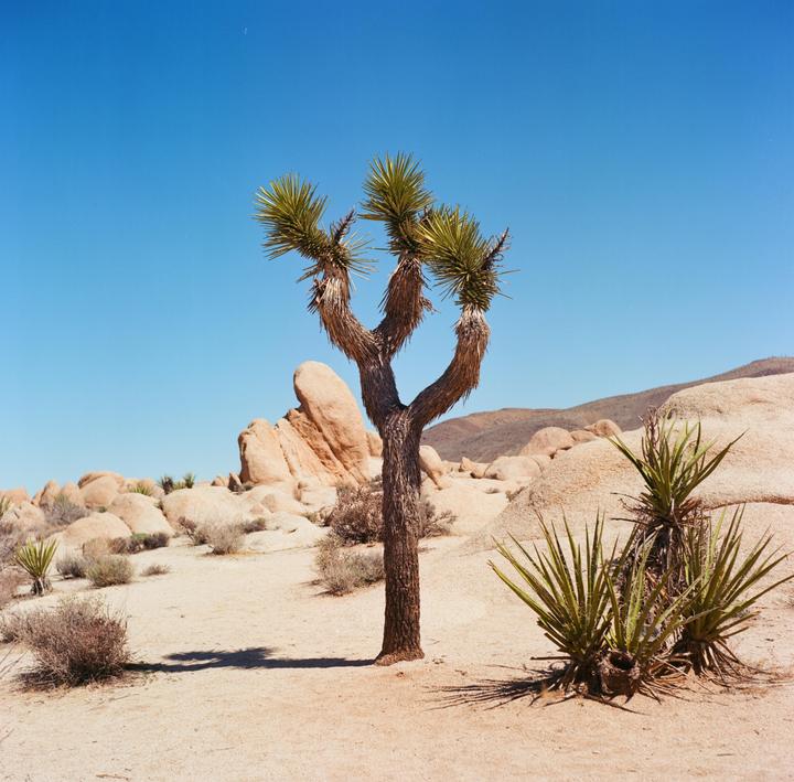 A joshua tree stands in a desert landscape with rocks and mountains under a clear blue sky.
